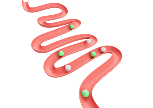 Human Gut Model Digestive System Or Intestinal Tract With Balls Rolling Down, 3D Illustration png