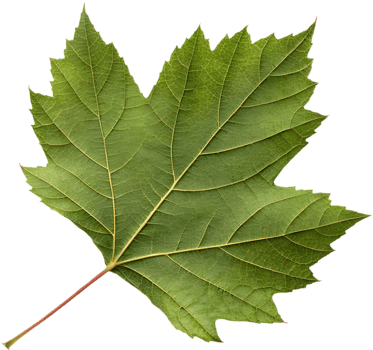 Stunning Oak Leaf Hydrangea Leaf Clipart for Inspiration. . png