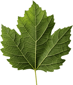Oak Leaf Hydrangea Leaf Clipart for Stunning Projects. . png
