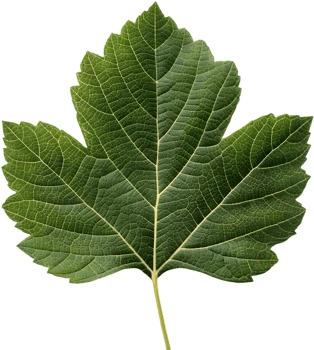Elegant Oak Leaf Hydrangea Leaf Clipart for Projects. . png