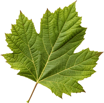 Stunning Oak Leaf Hydrangea Leaf Clipart for Decoration. . png