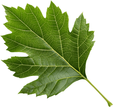 Detailed Oak Leaf Hydrangea Leaf Clipart for Projects. . png