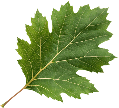 Beautiful Oak Leaf Hydrangea Leaf Clipart for Design. . png