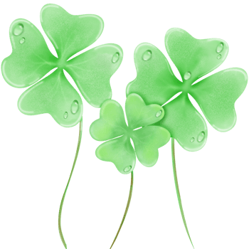 Clover watercolor drawing png