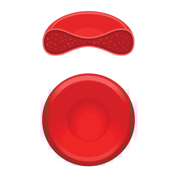 Red blood cell erythrocyte medical science educational illustration vector