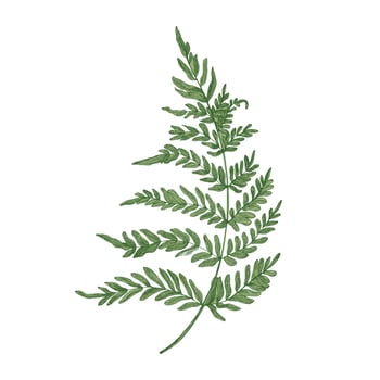 Green fern hand drawn on white background. Elegant botanical drawing of beautiful forest or woodland plant used in floristry. Natural colorful illustration in beautiful vintage style vector