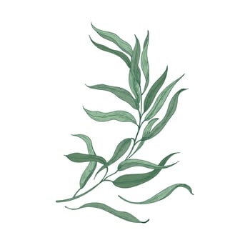 Eucalyptus sprig with green leaves isolated on white background. Natural detailed drawing of plant used for floral decorations. Realistic hand drawn illustration in beautiful vintage style vector