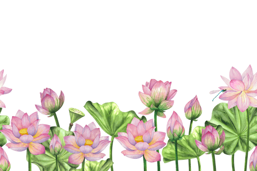 Pink lotus flowers, buds and leaves. Watercolor painted seamless composition, banner, pattern. For design, decoration of invitations, websites, printing, textiles png