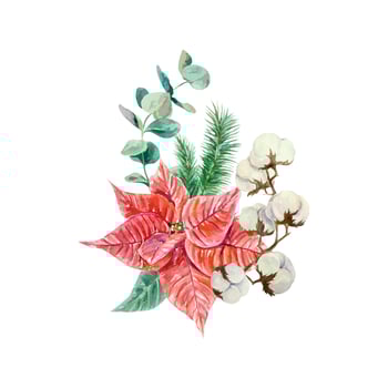 Christmas poinsettia flower with pine, cotton and eucalyptus branch in watercolor style. Hand drawn illustration isolated on white. New Year cards, festive winter banners, invitations, posters. vector
