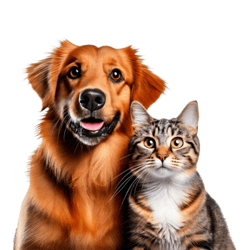 cat and dog that looking at the camera together png