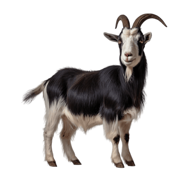 black white Big goat with horns on transparent background png