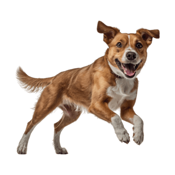 Side of jumping dog on transparent background png