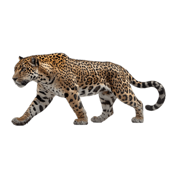 Big jaguar walking wild animal on transparent background png