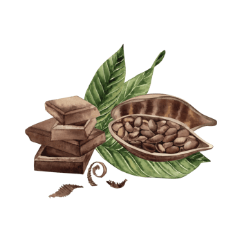 Cocoa beans cut in half with grains inside lies on the leaves of the cocoa tree, next to pieces of chocolate and grated chocolate. The illustration is hand-drawn in watercolor in a botanical style png