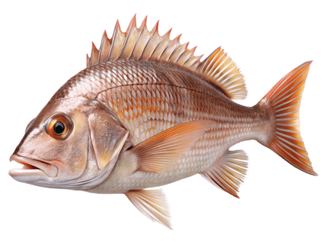 Snapper Fish swiming isolated on a transparent background png