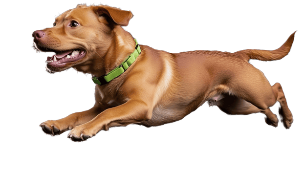 Energetic dog jumping in mid-air with transparent background png