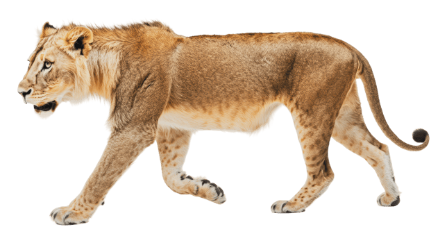 Lioness walking gracefully in natural habitat png