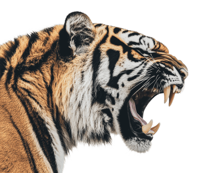 Majestic tiger roaring in fierce display png