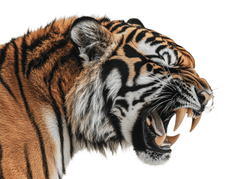 Majestic tiger showcasing its powerful roar png