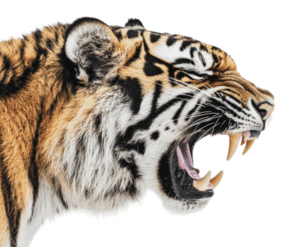 Majestic tiger roaring with intensity in profile png
