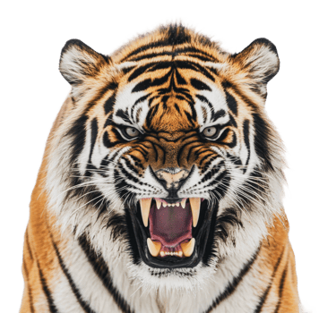 Fierce close-up of a majestic tiger png