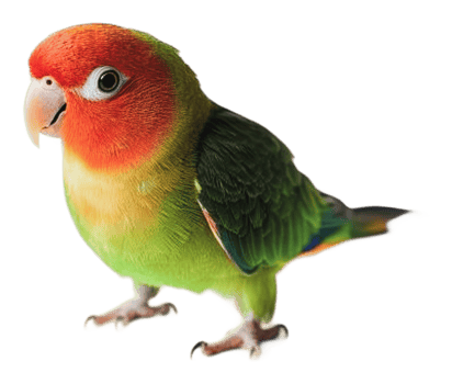 Colorful lovebird perched with vibrant feathers png