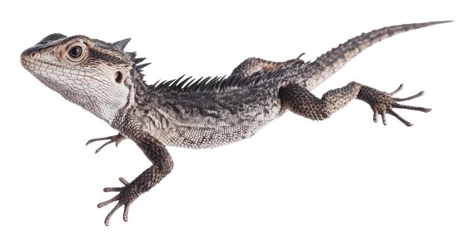Lizard in mid-air showcasing unique features png