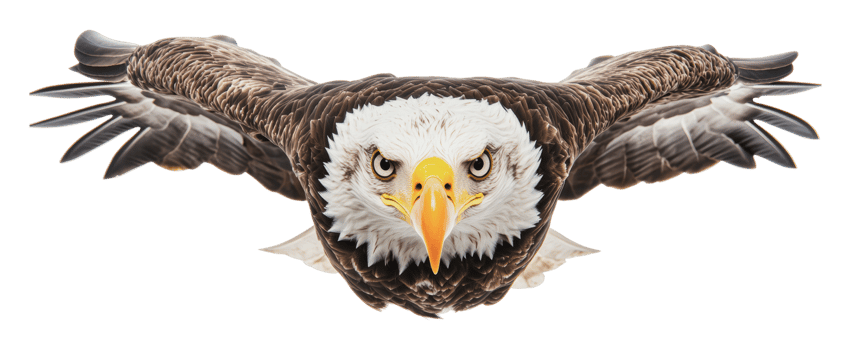 Powerful eagle soaring through clear skies png
