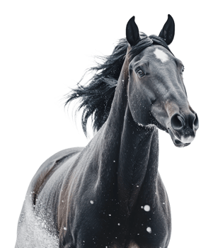 Majestic black horse galloping through the snow png