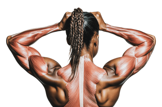 Muscular figure showcasing human anatomy details png