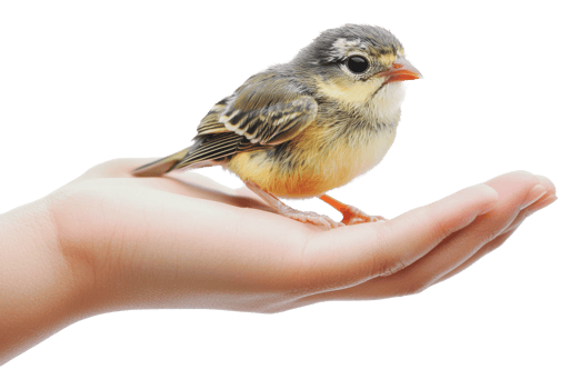 Small bird resting on a person's hand outdoors png