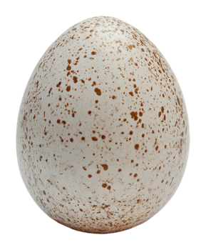 Unique speckled egg discovered in nature setting png