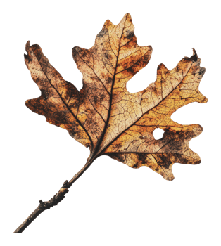 Detailed view of an autumn oak leaf on a branch png
