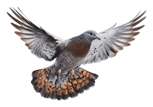 Pigeon in mid-flight showcasing its wingspan png