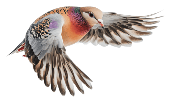Beautiful bird soaring gracefully in flight png