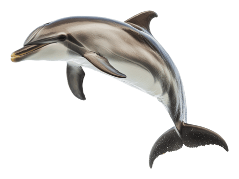Dolphin leaping gracefully above ocean surface png