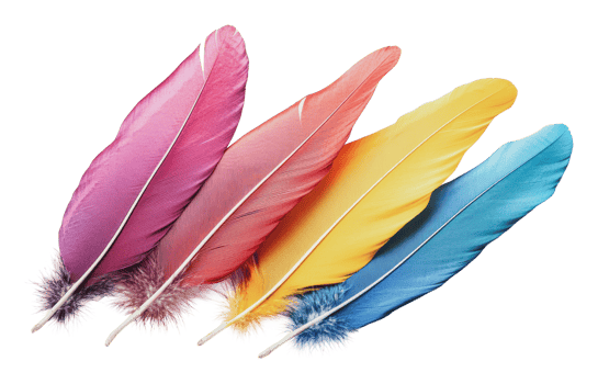 Colorful feathers arranged in a vibrant display png