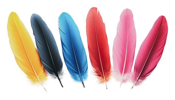 Brightly colored feathers arranged in a line png