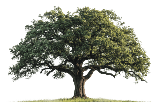 Majestic oak tree stands alone on a grassy hill png