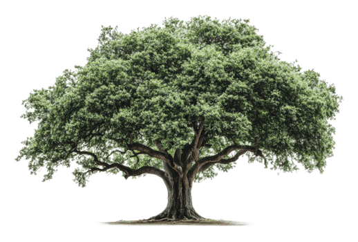 Majestic oak tree stands in bright sunlight png