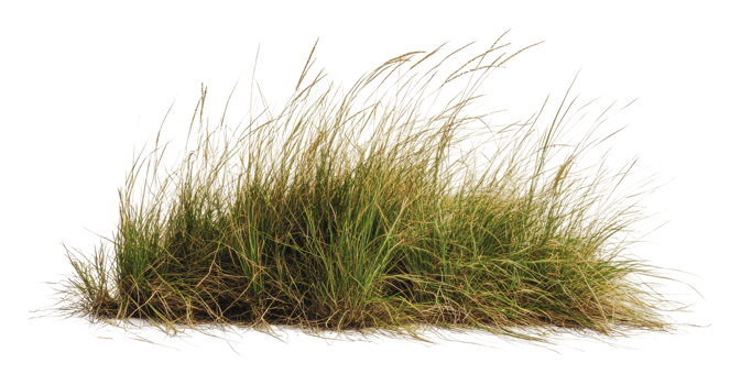 Lush green grass clump in natural light png