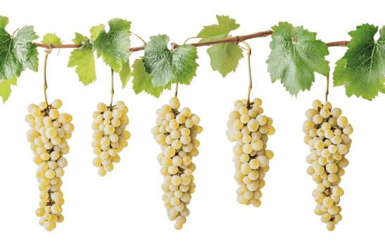 Fresh white grapes hanging from a vine branch png