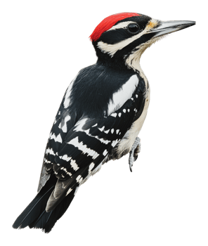 Red-headed woodpecker with bold markings png