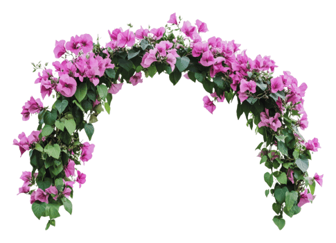 Vibrant bougainvillea floral arch png