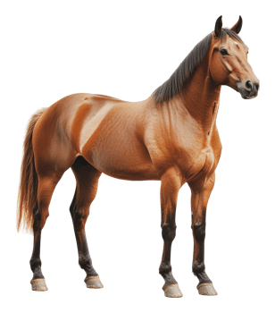 Majestic brown horse standing calmly indoors png