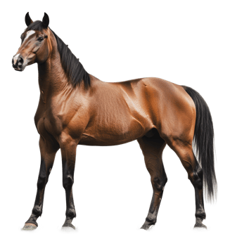 Majestic brown horse standing proudly outdoors png