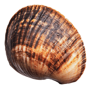 Beautifully patterned shell found on the beach png