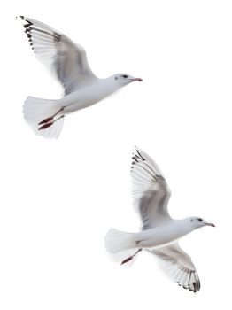 Seagulls in flight against a white background png