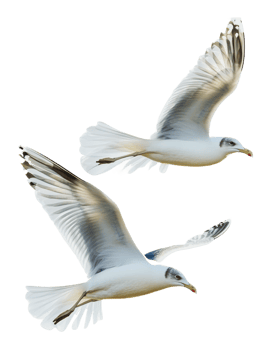 Seagulls soaring gracefully above the coastline png