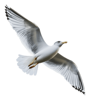 Seagull gliding gracefully in bright sky png